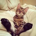 Big Feets on Random Hilarious Pictures Of Pets Taken After A Visit To Vet