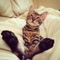Big Feets on Random Hilarious Pictures Of Pets Taken After A Visit To Vet