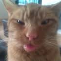 Combo Cross Eyed Blep on Random Hilarious Pictures Of Pets Taken After A Visit To Vet