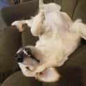 Dreams Of Belly Rubs on Random Animals Sleep Like Absolute Weirdos And We Can't Get Enough