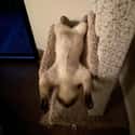 King Of The Castle on Random Animals Sleep Like Absolute Weirdos And We Can't Get Enough