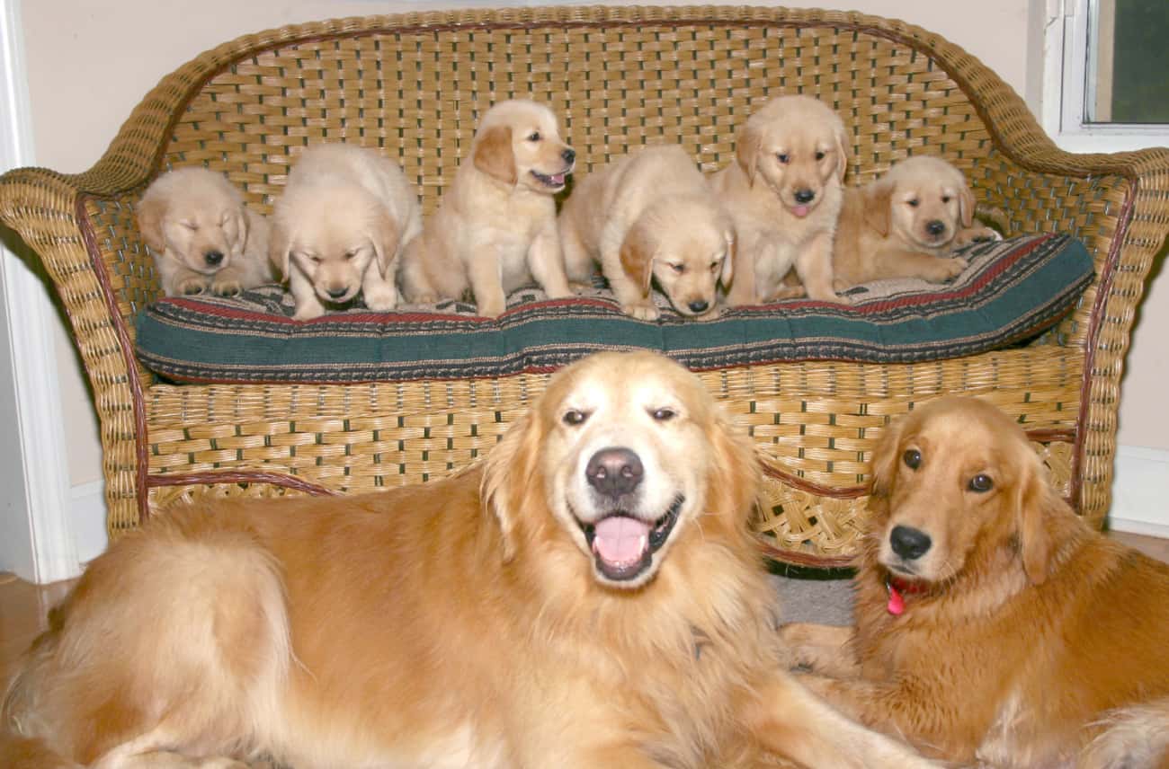 Мама собака а папа. Щенки и собаки. Много щенков. Семья с собакой. Собака-мама.