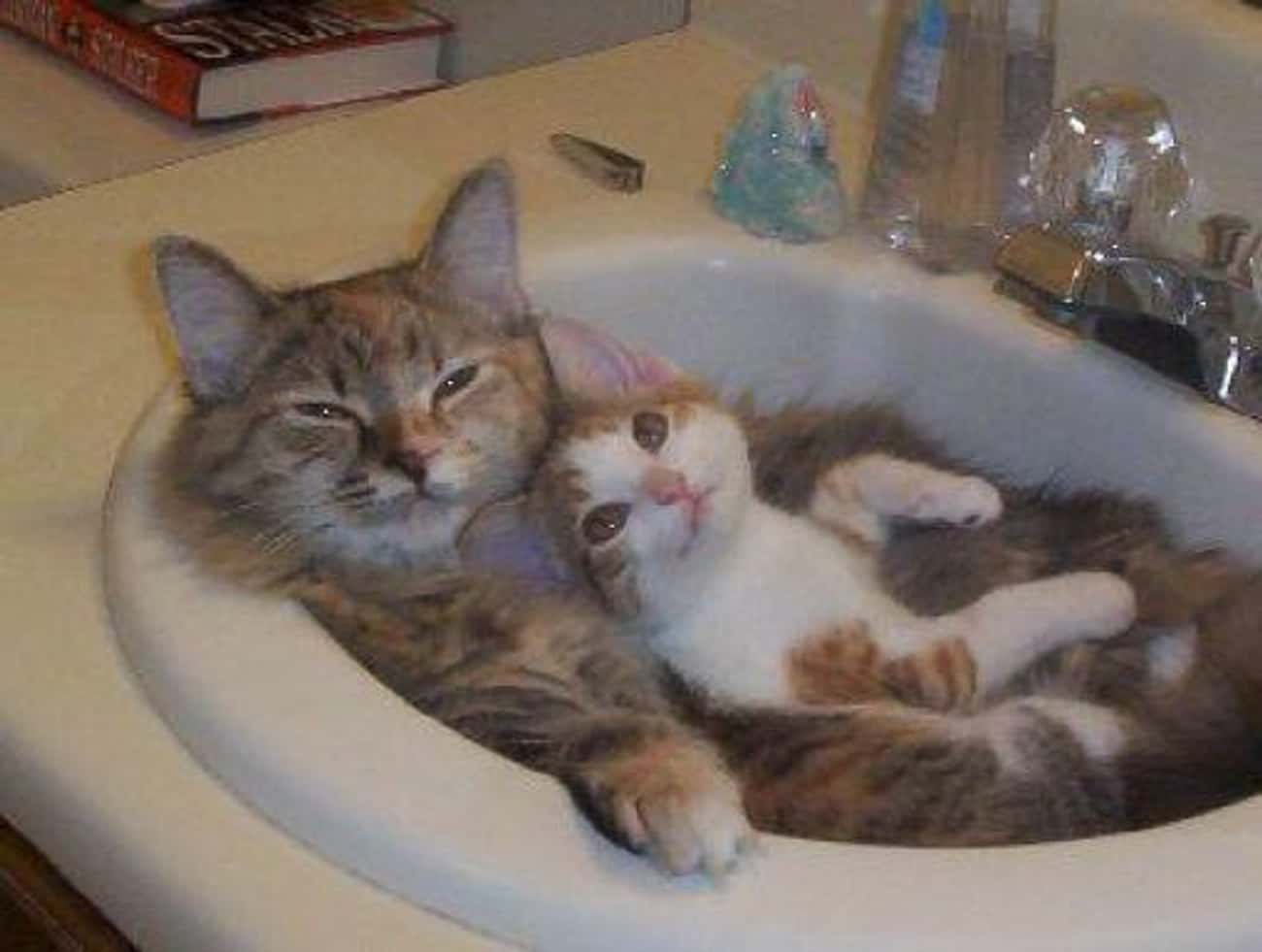 Котенок в ванне