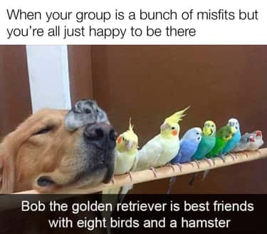32 Wholesome Animal Memes That Lifted Our Spirits In A Big Way