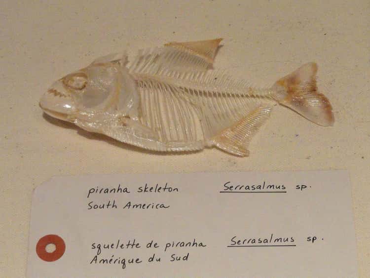 mega piranha prehistoric