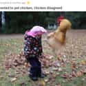 The Chicken Disagreed on Random Animals Were Hilariously Evil Without Any Reason