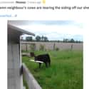 Cows Did Construction on Random Animals Were Hilariously Evil Without Any Reason