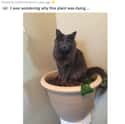 Sat On The Plant on Random Animals Were Hilariously Evil Without Any Reason