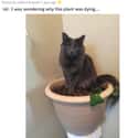 Sat On The Plant on Random Animals Were Hilariously Evil Without Any Reason