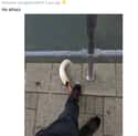 Untied His Shoes on Random Animals Were Hilariously Evil Without Any Reason