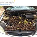 Stocked His Car on Random Animals Were Hilariously Evil Without Any Reason