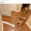 Pulled Out The Toilet Paper on Random Animals Were Hilariously Evil Without Any Reason