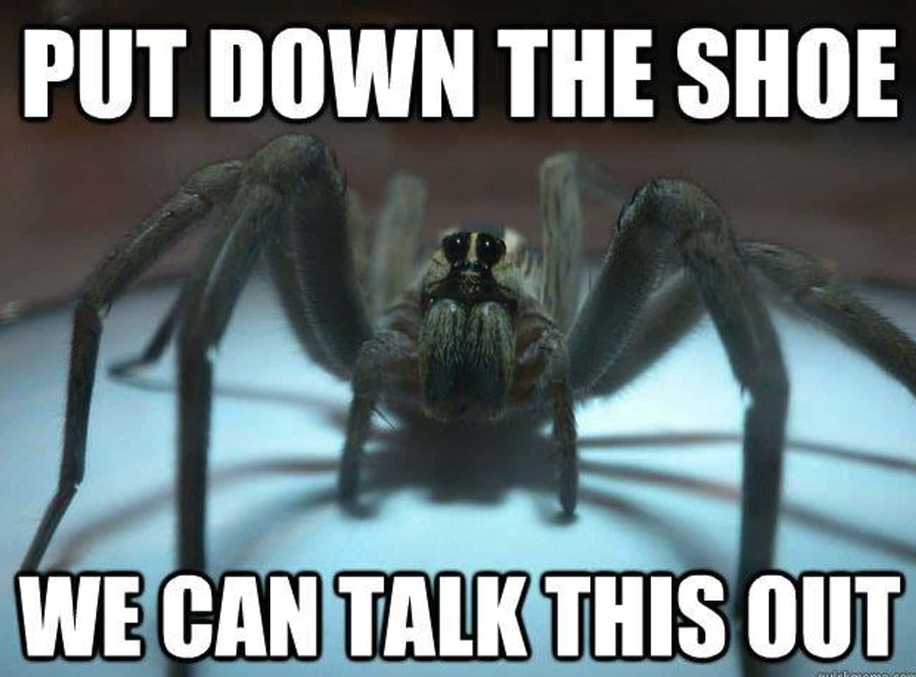 Spider memes