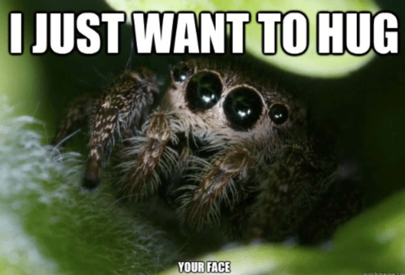 Spider memes. Милые пауки. Милый паучок. Мемы с пауками милые. Паук Мем.