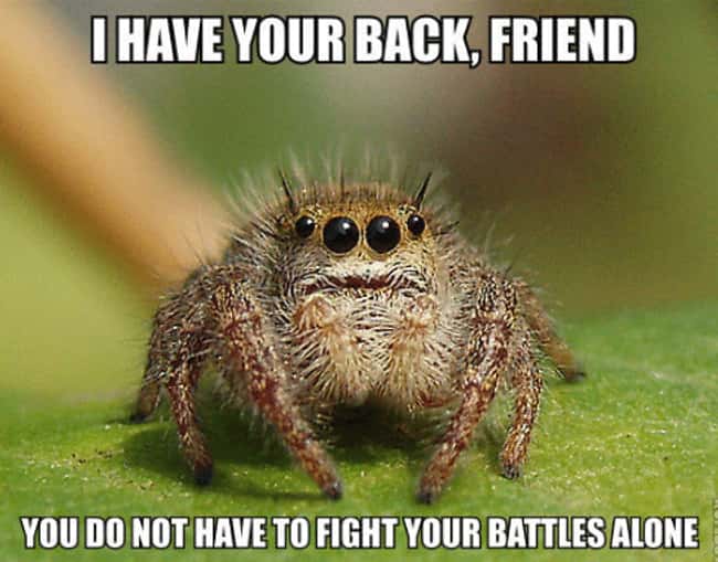 20 Friendly Spider Memes That Made Us Feel Guilty About Hating Spiders