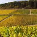 Domaine Raveneau  on Random Best Wineries in the World