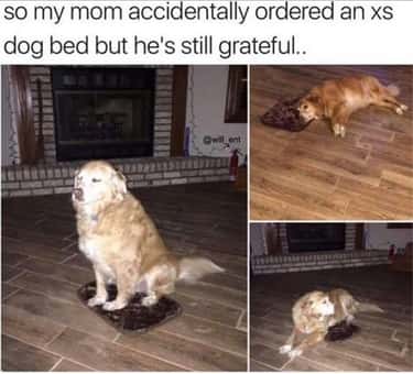 Wholesome Dog Memes That Made Us Smile Way Too Hard