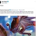 An Octopus Is Named After Him on Random Funny Seth Rogen Tweets That Remind Us Why He's One Of Most Relatable Celebrities