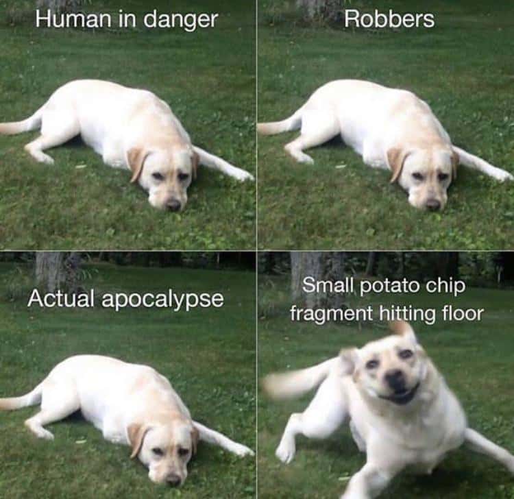 clean dog memes