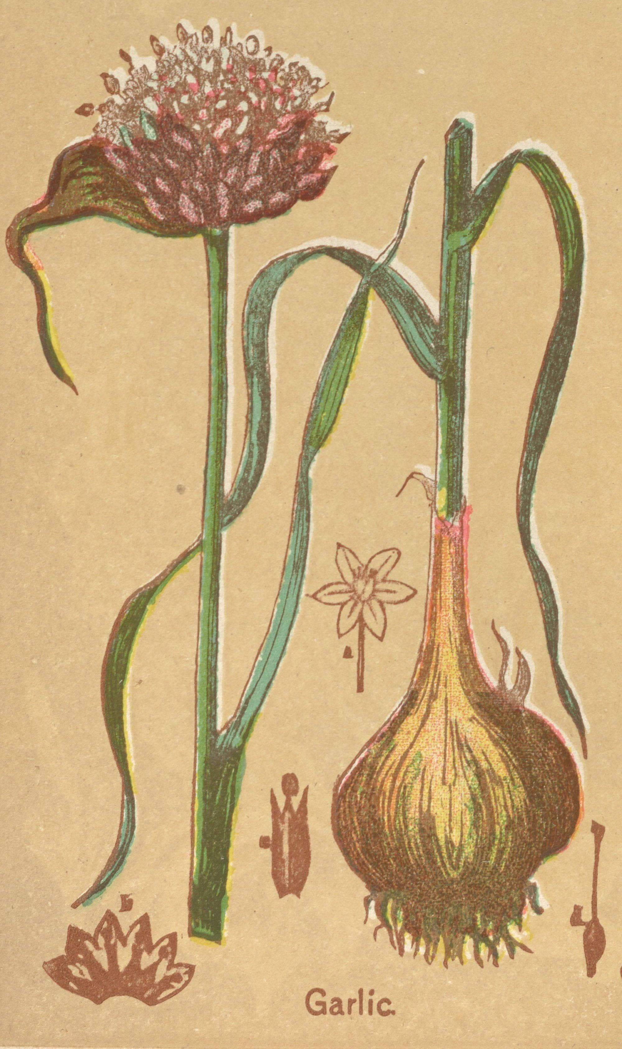 Some People Believed Garlic Wo is listed (or ranked) 11 on the list What It Was Like To Live Through The 'Spanish Flu' Pandemic Of 1918-1919