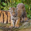 Tiger on Random Adorable Baby Versions Of Terrifying Animals