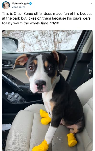 This Twitter Account Hilariously Rates Dogs Of The And We Can