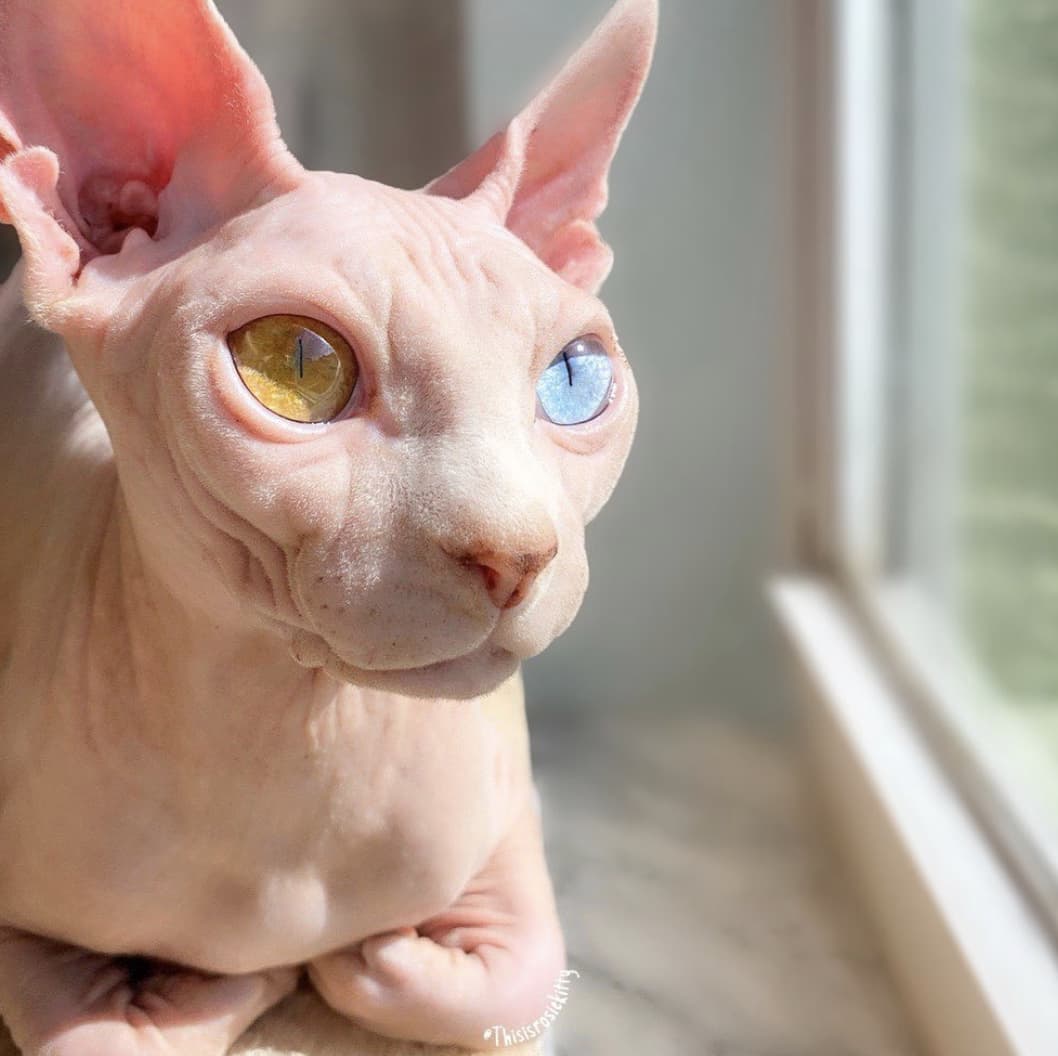 Photos That Prove Sphynx Are The Cuddliest Of All Cats