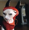 Loki's Favorite Halloween Costume on Random Photos That Prove Sphynx Are Cuddliest Of All Cats