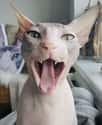 Bibi Says 'Ahh'  on Random Photos That Prove Sphynx Are Cuddliest Of All Cats