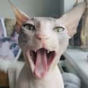 Bibi Says 'Ahh'  on Random Photos That Prove Sphynx Are Cuddliest Of All Cats