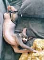 Stretchy Boi on Random Photos That Prove Sphynx Are Cuddliest Of All Cats