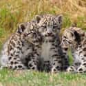 Snow Leopards on Random Adorable Baby Versions Of Terrifying Animals