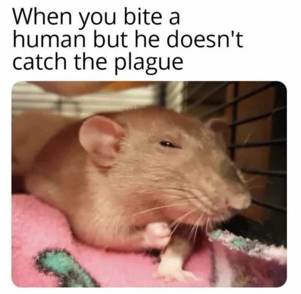 20 Plague Memes For History Buffs Looking For A Laugh