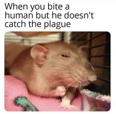 22 Plague Memes For History Buffs Looking For A Laugh