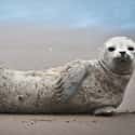 Seals Will Perform The Banana Pose When They Are Feeling Safe And Content. It Also Helps Them Regulate Their Body Temperature And Keep Their Extremities Dry. on Random Educational Facts About Animals That Are Both Heartwarming And Interesting