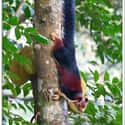 When In Danger, The Malabar Giant Squirrel Often Freezes Or Flattens Itself Against The Tree Trunk, Instead Of Fleeing. on Random Educational Facts About Animals That Are Both Heartwarming And Interesting