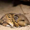 Despite Their Appearance, Elephant Shrews Are In Fact More Closely Related To Elephants Than Shrews. on Random Educational Facts About Animals That Are Both Heartwarming And Interesting