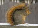 A Squirrel's Tail Has Quite A Few Uses, It Aids In Swimming, Helps Cushion Falls, They Use It To Try And Protect Themselves From Being Prey, And They Also Use Them In Different Weather. In Snow And Rain It's Like An Umbrella. on Random Educational Facts About Animals That Are Both Heartwarming And Interesting