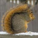 A Squirrel's Tail Has Quite A Few Uses, It Aids In Swimming, Helps Cushion Falls, They Use It To Try And Protect Themselves From Being Prey, And They Also Use Them In Different Weather. In Snow And Rain It's Like An Umbrella. on Random Educational Facts About Animals That Are Both Heartwarming And Interesting