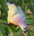 Like Many Fruit-Eating Pigeons, The Pink-Necked Green Pigeon Is Thought To Be An Important Disperser Of Fruit Seeds In Forests And Woodlands And Is Thought To Be One Of Those Responsible For Helping The Return Of Many Of The Ficus Species To The Islands Of Krakatoa. on Random Educational Facts About Animals That Are Both Heartwarming And Interesting