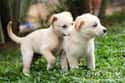 When Play Fighting, Male Puppies Will Often Let Female Puppies Win Even If They Are Stronger. on Random Educational Facts About Animals That Are Both Heartwarming And Interesting