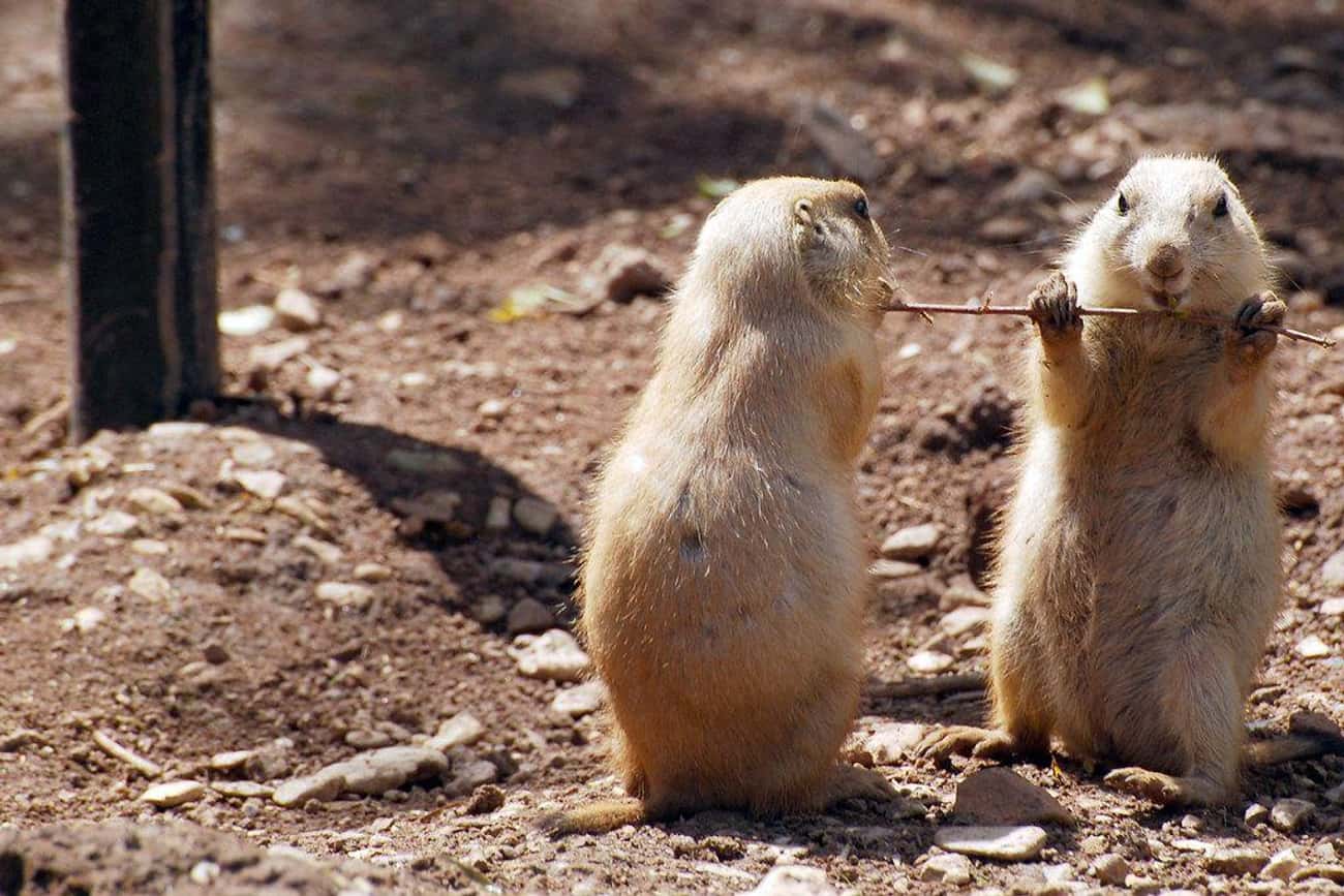 Prairie Dogs Have A Language That's More Advanced Than Any Other Animal Language That’s Been Decoded. Researchers Found That Their Calls Convey Descriptive Details Like Distinguishing Between A Wide Variety of Animals, Including Coyotes, Domestic Dogs And Humans, Even What Color A Human Is Wearing.