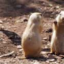 Prairie Dogs Have A Language That's More Advanced Than Any Other Animal Language That’s Been Decoded. Researchers Found That Their Calls Convey Descriptive Details Like Distinguishing Between A Wide Variety of Animals, Including Coyotes, Domestic Dogs And Humans, Even What Color A Human Is Wearing. on Random Educational Facts About Animals That Are Both Heartwarming And Interesting