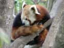 Red Pandas Use Their Tails As Wraparound Blankets In The Chilly Mountain Heights. on Random Educational Facts About Animals That Are Both Heartwarming And Interesting