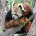 Red Pandas Use Their Tails As Wraparound Blankets In The Chilly Mountain Heights. on Random Educational Facts About Animals That Are Both Heartwarming And Interesting