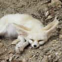 The Fennec Fox Is The Smallest Of All The World’s Foxes. Its Large Ears Help It Radiate Heat And Keep It Cool In Hot Weather. on Random Educational Facts About Animals That Are Both Heartwarming And Interesting