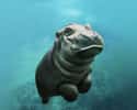 Try Relaxing By Looking At This Tiny Hippo Swimming on Random Baby Animals For All Stressed People That Need Something Cute To Look At