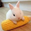 Keep Calm + Eat Some Veggies With This Bunny on Random Baby Animals For All Stressed People That Need Something Cute To Look At