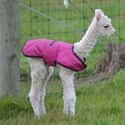 A Tiny Coat To Ease Your Worries on Random Baby Animals For All Stressed People That Need Something Cute To Look At