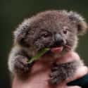 De-Stress With A Snack Like This Baby Koala on Random Baby Animals For All Stressed People That Need Something Cute To Look At